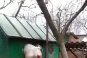 videoplayback.3gp