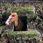 Cavalo resgatado de aqueduto em Arcos de Valdevez