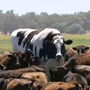 Knickers, o gigante boi da Austrália