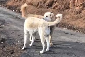 Um mês depois dos incêndios na Califórnia reencontra cão que foi forçada a abandonar