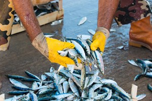 Cozinhar pescada e carapau aumenta níveis de mercúrio no peixe