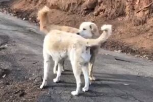 Um mês depois dos incêndios na Califórnia reencontra cão que foi forçada a abandonar
