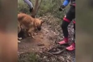 Ciclistas salvam cão amarrado a uma árvore na Serra de Pias em Valongo