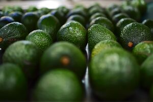 Abacate mexicano tem grande impacto ambiental devido ao consumo de água e transporte