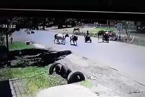 Vaca Karateka en Paraguay.mp4