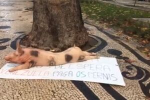Leitão com mensagem para Maduro na Avenida da Liberdade em Lisboa 