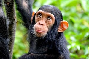 Macaco