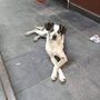 Segurança mata cão em centro comercial do Brasil e indigna país