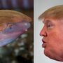 Anfíbio recém-descoberto é baptizado com o nome de Donald Trump