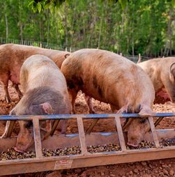 Surtos de peste suína aumentam 76% em porcos na União Europeia em 2025