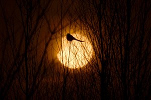 Lua vai estar na segunda-feira tapada pela sombra da Terra e aparentemente maior