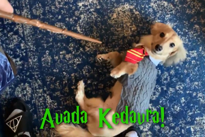 Cão Feitiços Harry Potter