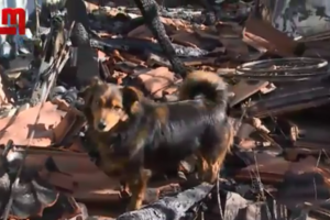 Cão não abandona casa onde dono morreu carbonizado em Chaves