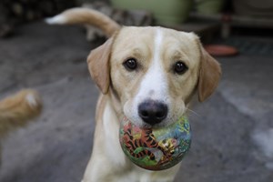 Espanha: Abandono de cães sobe 25% após aumento de adoções