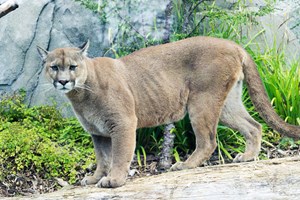 Homem mata puma com as próprias mãos para escapar a ataque do animal