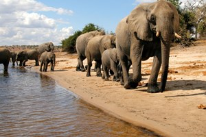 Manada de elefantes mata uma pessoa e cria pânico há seis meses no centro de Moçambique