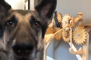 My Automatic Dog Petter.mp4