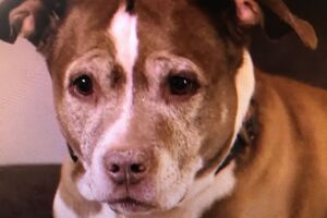 Sadie, a Pitbull que salvou a família
