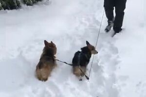 Owners Make Special Sled for Senior Corgi  ViralHog.mp4