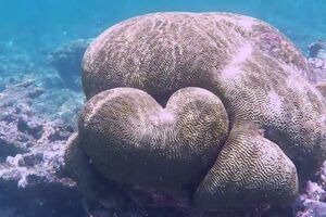 Heart Shaped Coral Discovered During Dive  ViralHog.mp4