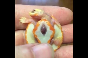 New Born turtle see heart beating.mp4