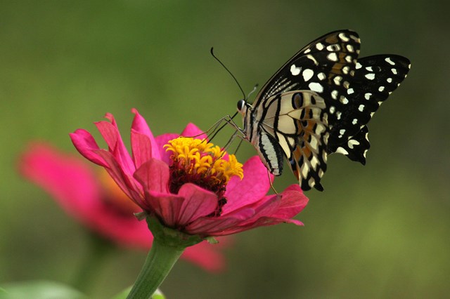 ¿Cómo vuela una mariposa?  Los científicos descubren un misterio: ciencia y salud