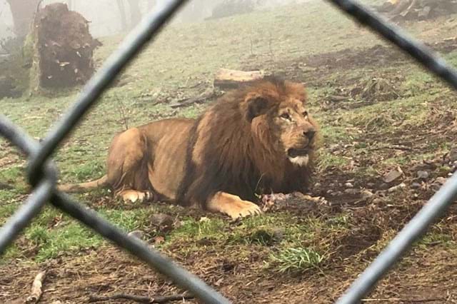 Jardim Zoológico inglês alvo de críticas por cobrar jogo da corda com leões  e tigres – Observador