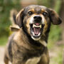 Aumentam os ataques de cães vadios