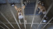 <![CDATA[ Animais errantes feridos: de quem é a responsabilidade? ]]>