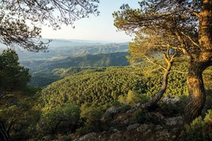 Consumo europeu de biodiesel destruiu quatro milhões de hectares de florestas