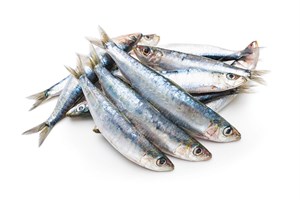 Pesca da sardinha proibida a partir de sábado