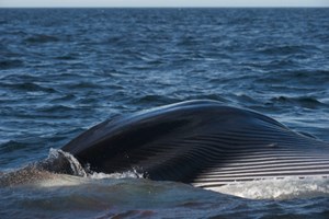Japão retoma pesca comercial de baleias após três décadas de interrupção