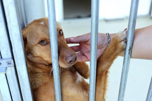 PAN quer proibir animais de companhia acorrentados e em varandas