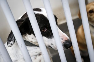 Municípios tentam diversificar medidas perante falta de espaço e custos dos canis