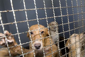 Proposta prevê provedor do animal de companhia e apoios de 5,15ME a canis