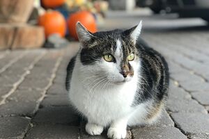 Gato de rua