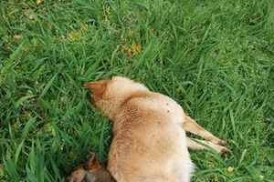 Cães morreram envenenados em Oliveira do Hospital 