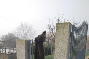 Corpo de javali encontrado pendurado em portão de casa em Arcos de Valdevez