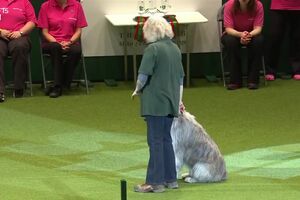 Kratu The Happy-Go-Lucky Rescue Dog Has A Mind Of His Own _ Crufts 2019.mp4