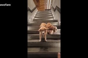 Service dog patiently guides blind dog down steep stairs.mp4