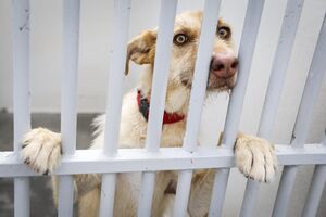 Este sábado, assinala-se o Dia Internacional do Animal Abandonado