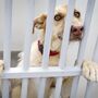 Polícias identificaram pelo menos 124 pessoas por abandono de animais este ano