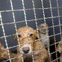 Quase 42 mil animais abandonados no ano passado