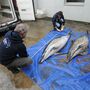 Em França centenas de golfinhos dão à costa feridos e mutilados