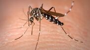 <![CDATA[ Mosquito da dengue em Portugal: "Só algumas espécies conseguem transportar estes vírus” ]]>