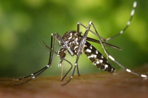 Construída 'fábrica de mosquitos' para combater dengue na Austrália