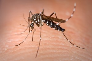 Autoridades pedem ajuda para reduzir mosquitos transmissores da dengue detetados no Algarve