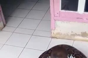 Kid Plays with Patient Snake -- ViralHog.mp4