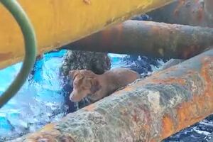 57344663_2277894409165663_7107170701550813184_n.mp4