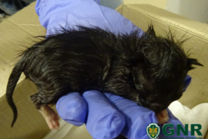 Gatos bebés retirados do lixo pela GNR em Aljustrel